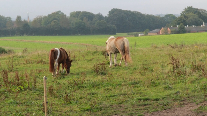 Mange heste har det rigtig fint med lange foldtider, selvom det bliver lidt koldere om natten, og derfor giver det ofte god mening at bibeholde græsningen. Foto: Henriette Lemvig