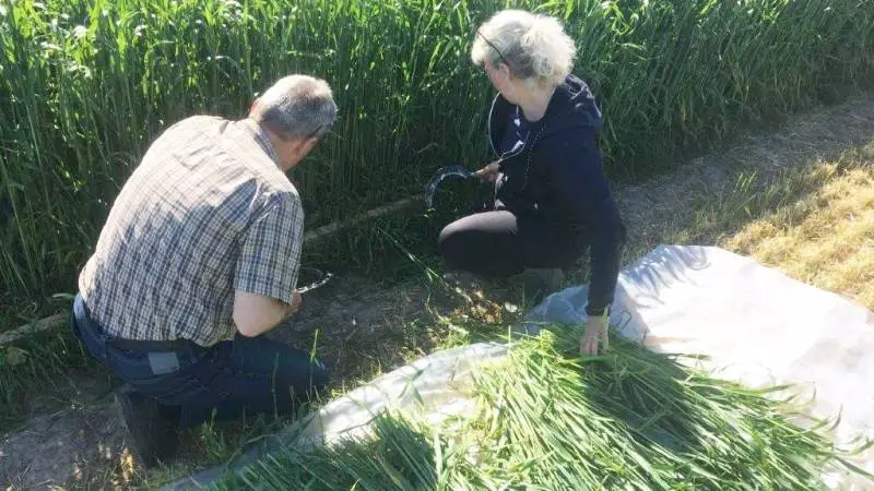 Afgrøden blev høstet midt i maj, hvilket er optimalt for triticale.