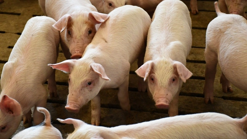 Det største fald i antibiotikaforbruget ses hos smågrisene. I første halvår af 2026 faldt forbruget med omkring 12 procent sammenlignet med samme periode året før.
