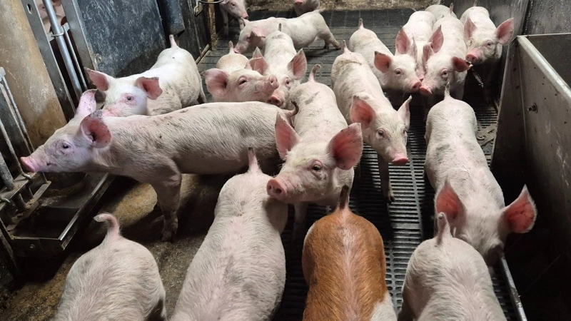 Sagen kommer samtidig med en bredere politisk debat om griseproduktionen. Regeringen har varslet et midlertidigt stop for nyetableringer og udvidelser af eksisterende konventionel griseproduktion. Arkivfoto