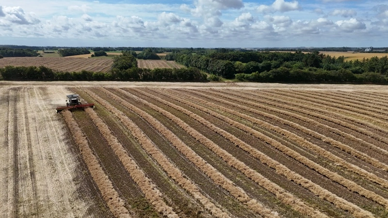 Næste år bliver det markant anderledes at dyrke vinterraps, da det ikke længere er muligt at benytte Kerb og muligvis Lamdex mod især væselhale og enårig rapgræs. Foto: Erik Hansen