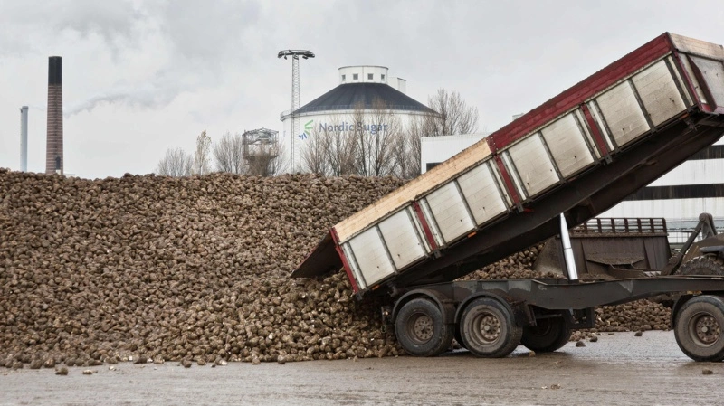 Danske Sukkerroedyrkere kalder beslutningen om at lukke sukkerfabrikken i Nakskov for trist og uforståelig. Arkivfoto: Nordic Sugar