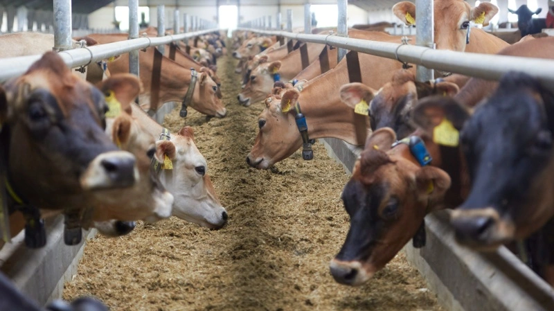 Jersey-racen bliver omdrejningspunktet, når raceforeningen holder årsmøde den 11. september. Arkivfoto: Tenna Bang