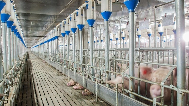 Der er brug for at genopbygge den polske sobestand, men uden import af grise fra Danmark kan det blive svært, lyder det fra den polske svineproducentforening Polpig. Arkivfoto