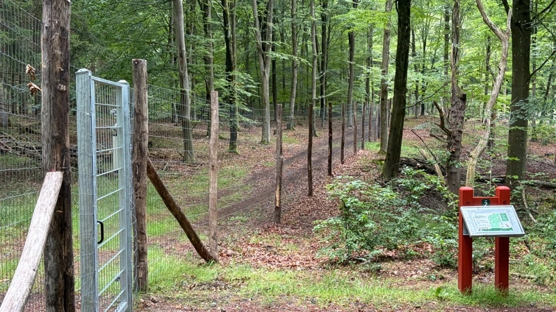 Naturnationalpark Gribskov åbner officielt den 13. september. Lige nu er der ikke mange dyr, men de kommer løbende til. Foto: Anne Wolfenberg