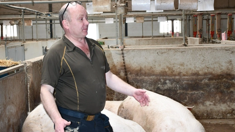 Mikael Rabjerg driver sammen med René Lomholt soholdet på Østerbjergegård ved Sønder Felding. Regeringens varslede begrænsning af udvidelser i griseproduktionen kan ifølge Mikael Rabjerg bremse bedriftens planer om at udvide soholdet. Fotos: Camilla Bønløkke