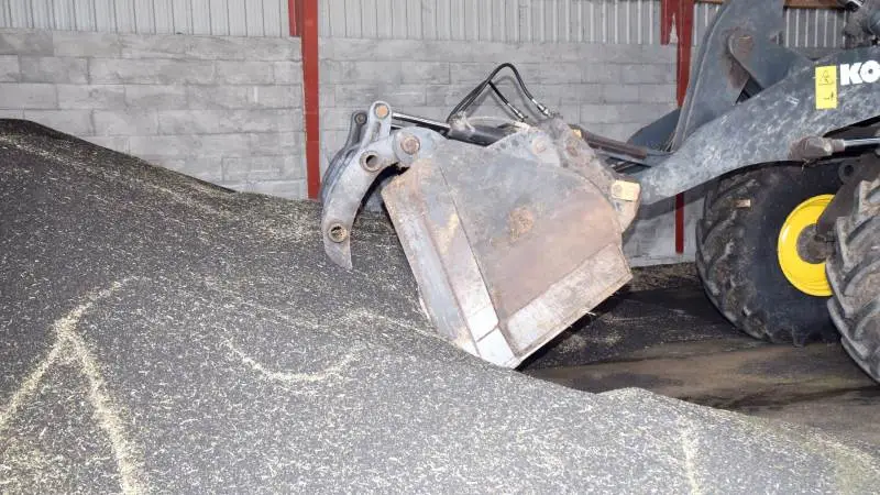 Oliekvaliteten i raps er fin i år, lyder det fra de foderstoffer, Effektivt Landbrug havde fat i fredag.