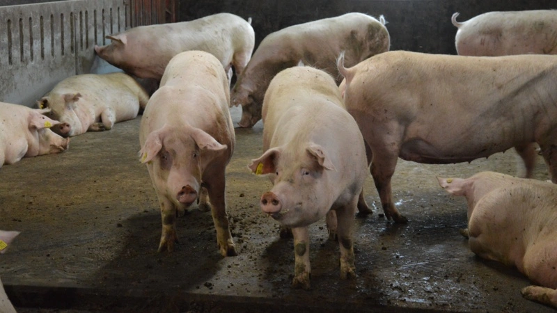 Et stort antal søer bliver i øjeblikket meldt til slagtning. Ifølge SvineRådgivningen oplever nogle producenter ventetider på op til seks uger. Fotos: Camilla Bønløkke