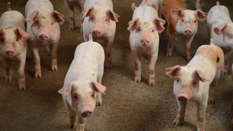 Gode rutiner for rengøring, desinfektion og kontrol af smitteveje kan ifølge Pharmaxim være med til at reducere risikoen for, at smitte kommer ind i besætningen. Foto: Camilla Bønløkke