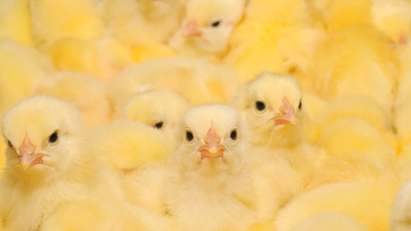 Chickpulp AmbA er taget under konkursbehandling efter flere års modvind for selskabets mobile fjerkræslagtning. Foto: Colourbox