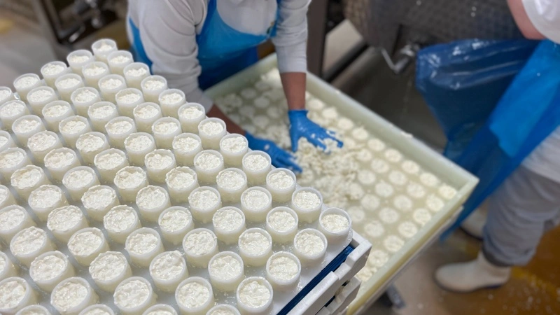 Arla og fagforbund advarer om, at ny kvælstofregulering kan koste 600 mejerijob og kræver konsekvenserne belyst. Arkivfoto