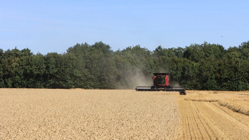 De danske høstudbytter ventes at ligge stærkt i europæisk sammenhæng. For hvede forventer JRC et dansk udbytte på 8,2 ton pr. hektar. Arkivfotos: Kasper Stougård