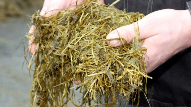 Skal majs fylde mindre i foderrationen, bliver det endnu vigtigere at sikre græsensilage med høj fordøjelighed. Arkivfoto: Tenna Bang