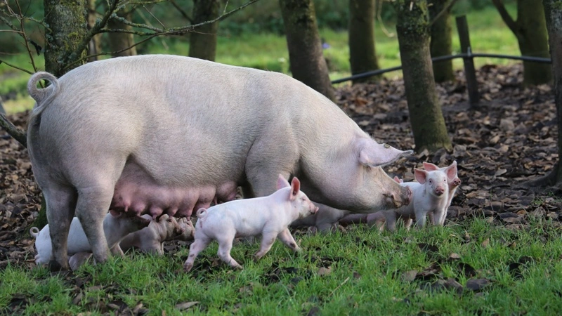 Friland vil sammen med Innovationscenter for Økologisk Landbrug give alle sine griseleverandører tilbud om en individuel kortlægning af naturgrundlaget og rådgivning om konkrete biodiversitetstiltag. Foto: Uffe Bregendahl