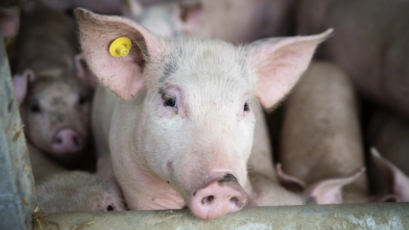 USDA køber grisekød for 170 millioner kroner til fødevarehjælp og støtter samtidig afsætningen på et presset marked. Foto: Colourbox