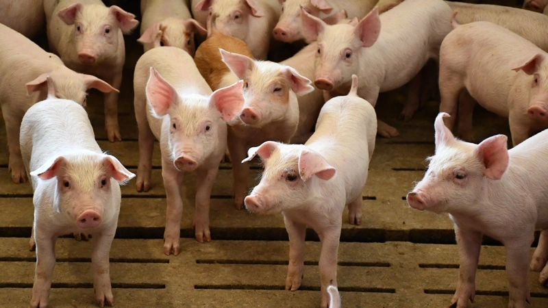 Noteringen er 5,2 kroner lavere end griseproducenternes nulpunkt. Det slår et kæmpe hul i økonomien. Arkivfoto: Camilla Bønløkke