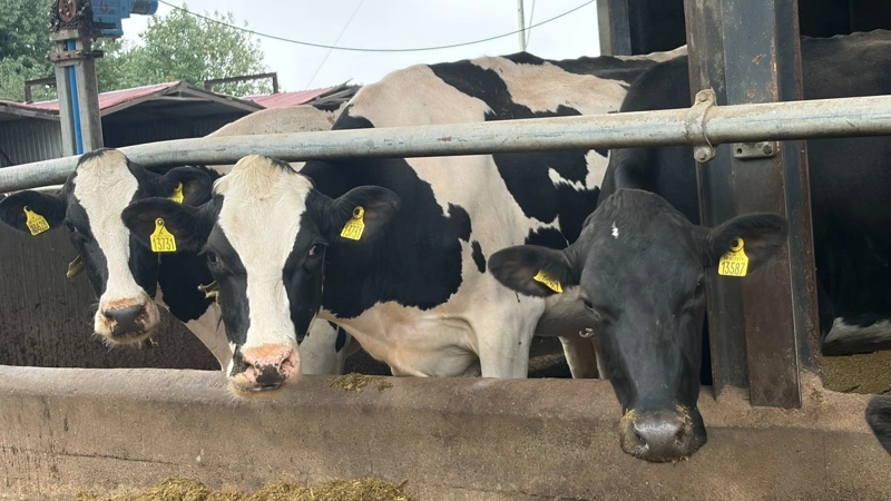 De højtydende køer har det største behov for en energitæt ration. Fotos: Henriette Lemvig