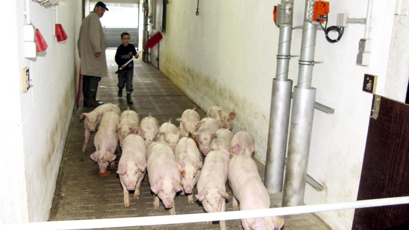 Den tyske grisebestand har stabiliseret sig, men producenterne fortsætter med at forlade erhvervet. Samtidig vokser Spaniens produktion, mens lidt mere grisekød ligger på tyske lagre. Arkivfoto: Anne Wolfenberg