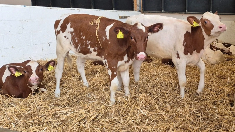 Flere genomiske test af DRH-dyr giver bedre muligheder for at finde de interessante dyr til det videre avlsarbejde. Fotos: Tenna Bang