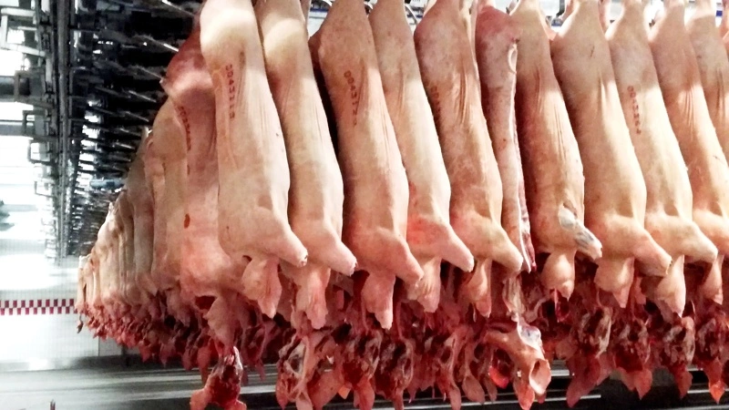 Tönnies dropper VEZG som fast prisgrundlag og indfører egen svinenotering. Tyske producentforeninger advarer leverandører. Arkivftoto