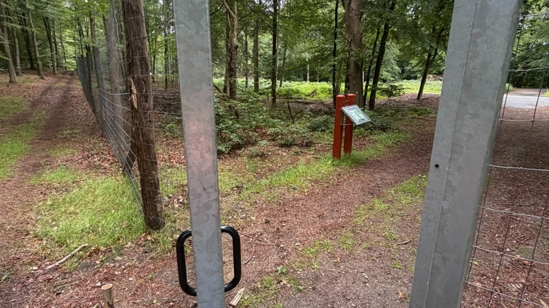 Store græssende dyr som blandt andet heste, elge og andet råvildt er i gang med at blive hegnet inde på et afgrænset område i Grib Skov, der er Danmarks anden Naturnationalpark. Foto: Anne Wolfenberg
