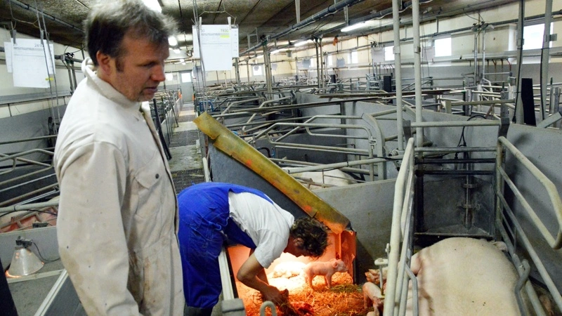 Der er grund til smil hos Hans Peter Sonne, der er griseproducent i Nyker på Bornholm. Han har for nylig fået to priser for dyrevelfærd i deres griseproduktion. Arkivfoto: Camilla Bønløkke