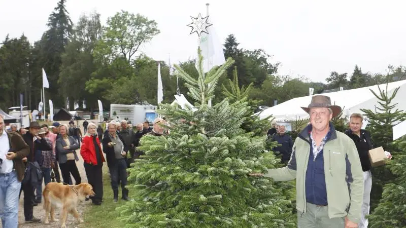 For første gang kunne Jørgen Bang fra Nibe sætte den gyldne vinderstjerne på en normannsgran fra sine 200 hektar med juletræer, da årets flotteste juletræ blev kåret ved Langesømessen. Foto: Erik Hansen