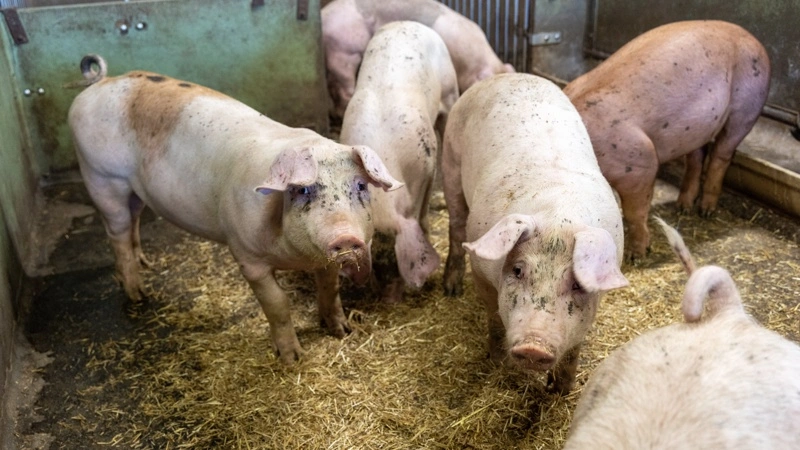 For første gang er svenske grise blevet fodret med sojafrit foder med svenskproduceret mykoprotein. Mykoproteinet er fremstillet af restprodukter fra den svenske skovindustri. Forsøget undersøger mulighederne for at erstatte importeret soja med svenskproducerede proteinkilder. Fotos: Axfoundation