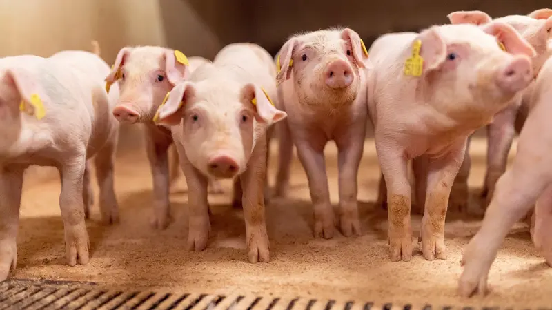 Hendrix Genetics køber de danske partnere ud og bliver eneejer af svinegenetikforretningen efter fusionen med Danish Genetics. Arkivfoto