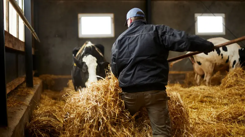 Arla har forbedret fodereffektiviteten med op til 3,4 procent i et pilotprojekt med McDonald's Danmark. Foto: Arla