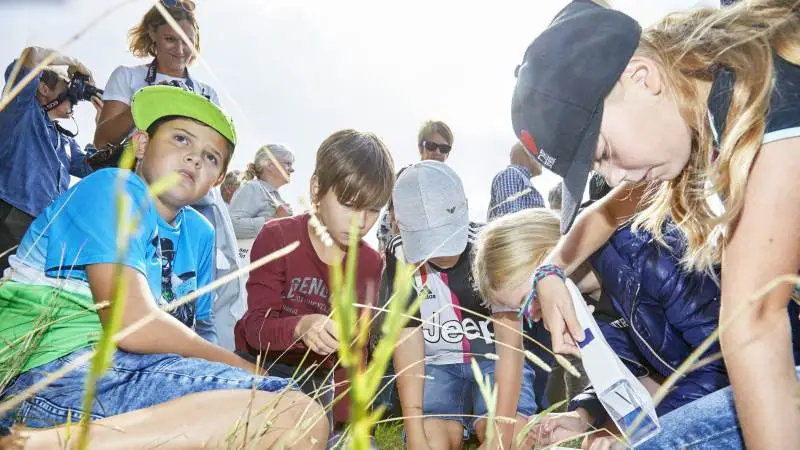 Skolebørn fra Bornholm fangede insekter i en blomsterstribe på Ryegaard Gods og bagefter bestemte de hvilke arter, de havde fået fat i. Alle skoler kan købe klassesæt med det nødvendige udstyr til tælling af insekter. Fotos: Niels Damsgaard Hansen