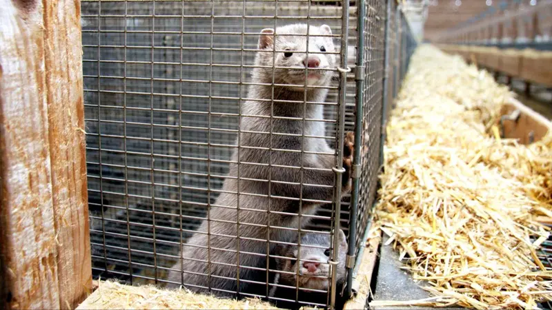 Ny analyse påpeger ifølge World Animal Protection, at fem års udfasning af pelsavl koster EU 1,1 milliarder kroner – mindre end støtte til nye dyrevelfærdsstandarder. Arkivfoto