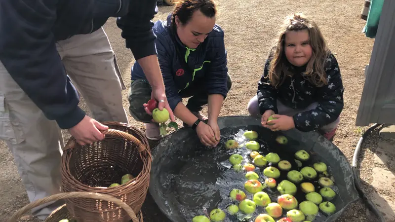 I efterårsferien kan gæster på Gammel Estrup selv være med til at vaske, hakke og presse æbler fra herregårdens historiske æblehave. Mosteriet bygger på gamle metoder til at udnytte og konservere efterårets høst. Fotos: Gammel Estrup Danmarks Herregårdsmuseum