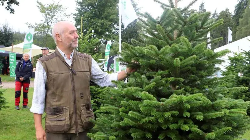 Juletræsproducent Martin Petersen fra Varde, der er formand for Danske Juletræer, vurderer, at udbuddet af de danske træer vil matche efterspørgslen i den forestående sæson. Foto: Erik Hansen