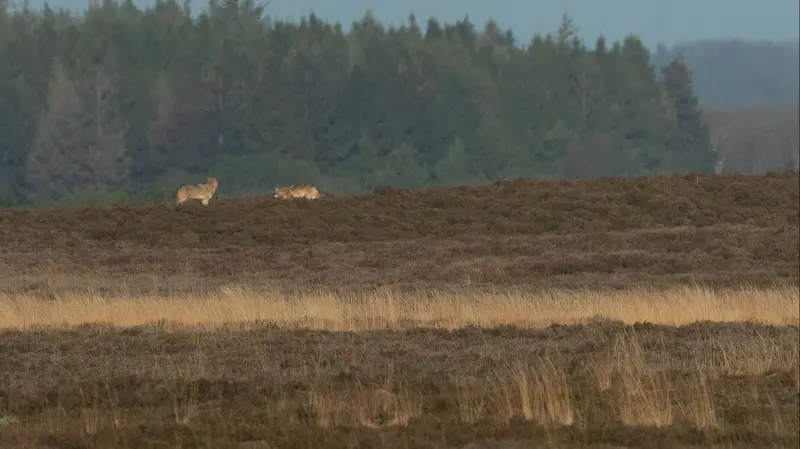 At der mangler plads i den danske natur til, at ulve kan trives ordentligt, er budskabet bag borgerforslaget »Nej tak til fritgående ulve i Danmark«. Arkivfoto: Naturhistorisk Museum Aarhus