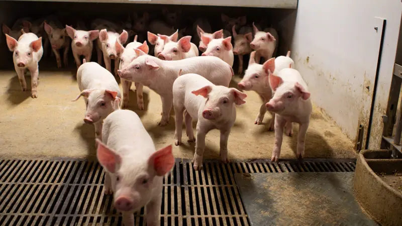 Olymel investerer 142 millioner dollar i nyt anlæg i Québec og firedobler kapaciteten til 50 millioner kg kød årligt. Arkivfoto: Anne Wolfenberg