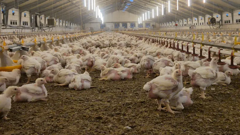 Trods meget lave niveauer af Salmonella opfordres britiske fjerkræproducenter til at være opmærksomme efter sygdomsudbrud blandt importerede æg. Arkivfoto: Tenna Bang