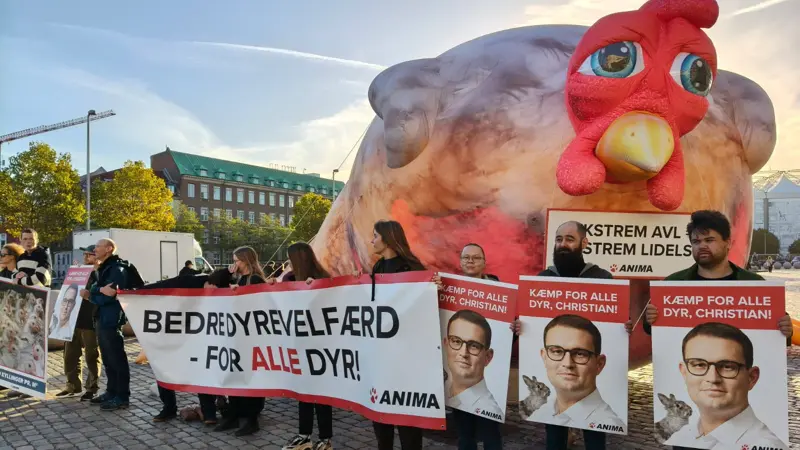 Anima brugte Folketingets åbning til at kræve større politisk fokus på slagtekyllinger og aflivning af hanekyllinger. Fotos: Anima