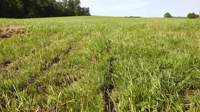 Græs og grøntfoder fylder mest i den økologiske produktion og dækkede i 2025 godt 157.000 hektar – svarende til 56 procent af det samlede økologiske areal. Arkivfoto: Erik Hansen