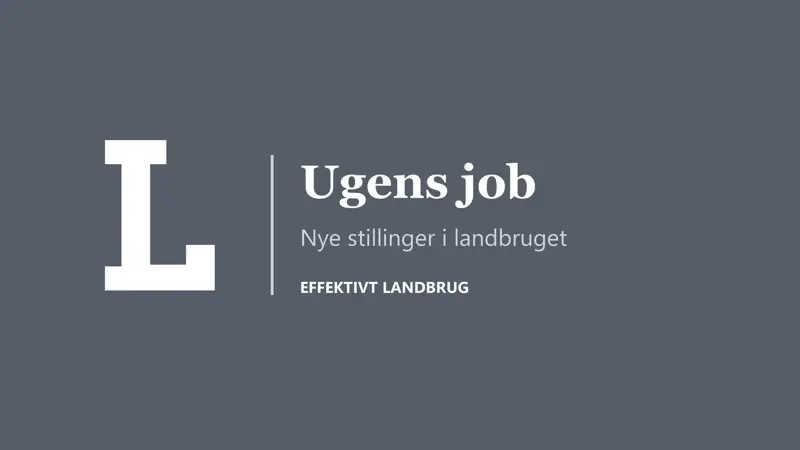 Uge 40 byder på 11 nye job på Jobstafet. Der er blandt andet brug for en leder til smågriseproduktion, en fodermester og medarbejdere til at udvikle nye produktioner.