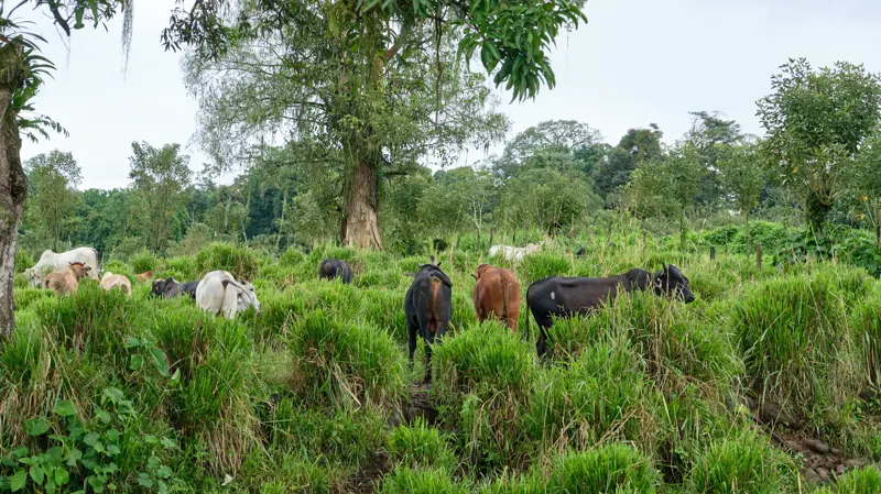Ganaderia El Colono Real har året rundt cirka 6.000 stykker kødkvæg enten på stald eller græs, og desuden fremstilles kompost af en blanding af gødningen og savsmuld. Fotos: Niels Damsgaard Hansen
