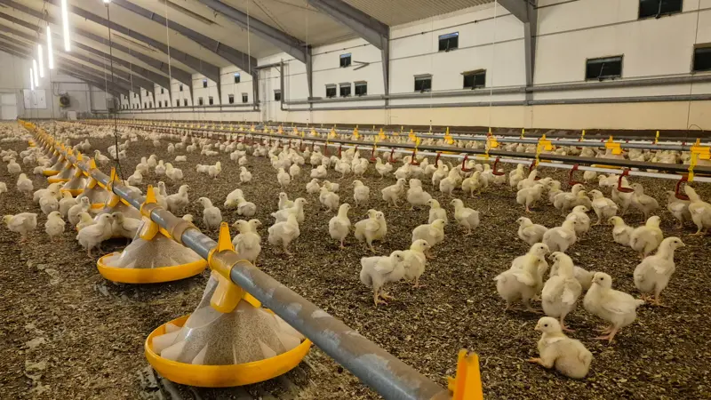 Et nyt anlæg til produktion af rugeæg bliver opført på Vestfyn, og DanHatch investerer tocifret millionebeløb. Arkivfoto: Tenna Bang