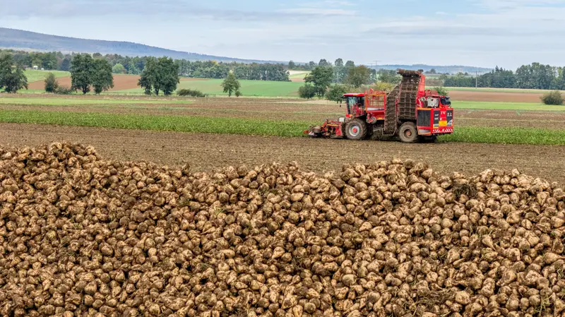 Südzucker løfter driftsindtjeningen med 60 procent trods faldende sukkerpriser og tørke, der presser årets roehøst. Fotos: Südzucker