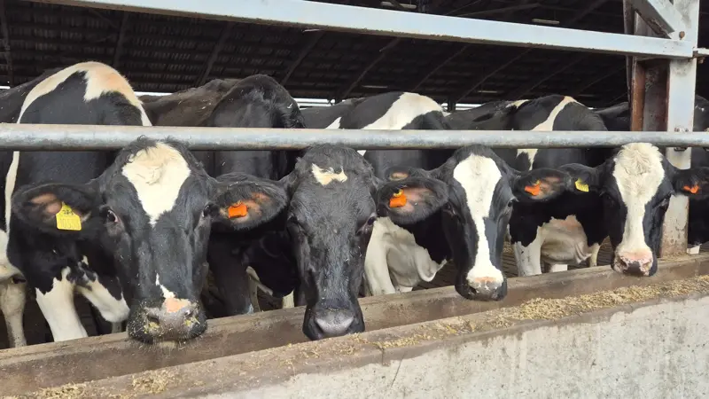 Arla hæver værdien af klimapoint med 33 procent og udvider mulighederne for betaling i en ordning til 4 milliarder kroner årligt. Arkivfoto: Tenna Bang