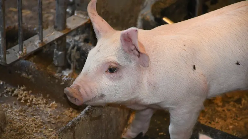 Forbruget af de enkelte foderblandinger har betydning for økonomien i klimastalden. Ifølge Peter Mark Nielsen fra Velas kan lange overgange øge forbruget af det dyrere startfoder. Arkivfotos: Camilla Bønløkke