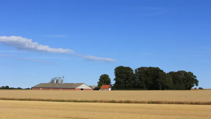 En fejl i indregningen af husdyrgødning i datasættet for vårbyg med efterafgrøde kan få betydning for landmænd i husdyrtætte områder. Arkivfoto: Kasper Stougård