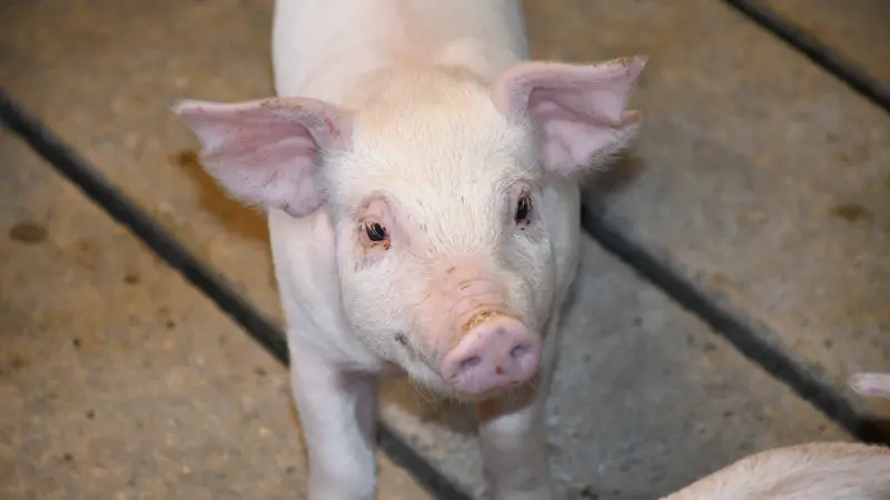 Der skal være plads til, at grisene kan vokse sig større på St. Murergård på Bornholm. Derfor skal staldene på gården udvides – uden at der skal produceres flere grise. Arkivfoto: Camilla Bønløkke