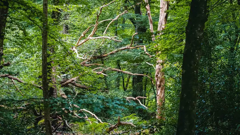 Draved Skov indgår i Naturnationalpark Draved, som omfatter 564 hektar statslige arealer ved Draved Skov og Kongens Mose syd for Løgumkloster. Foto: Lars Ostenfeld/Naturstyrelsen