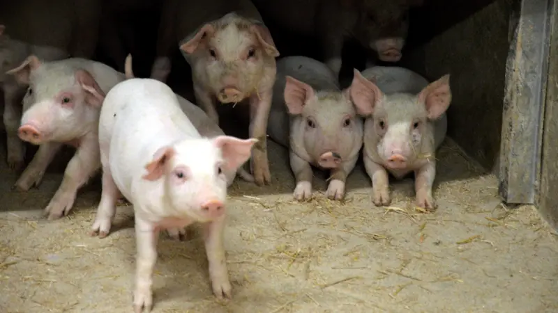 St. Muregård er en del af den lokale værdikæde omkring Bornholmergrisen. Konceptet kræver, at grisene er født, opdrættet og slagtet på Bornholm, at mindst 70 procent af foderet er lokalt produceret, og at grisene har 30 procent mere plads end i en konventionel produktion. Grisene på billedet er fra en anden bornholmsk besætning. Arkivfoto: Camilla Bønløkke
