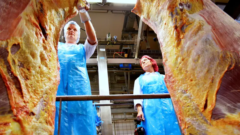 Danish Crown Beef hæver kreaturnoteringen: Kalve under 12 måneder stiger 50 øre, øvrige kategorier 20 øre. Arkivfoto